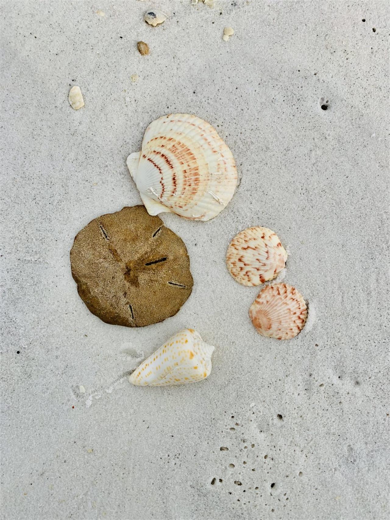 Guide to Navarre Seashells - Navarre Beach