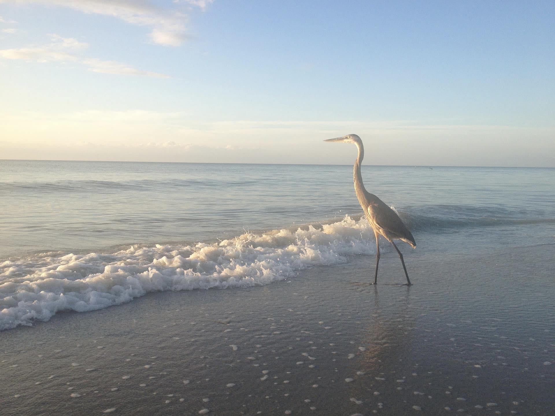 Fred the Heron