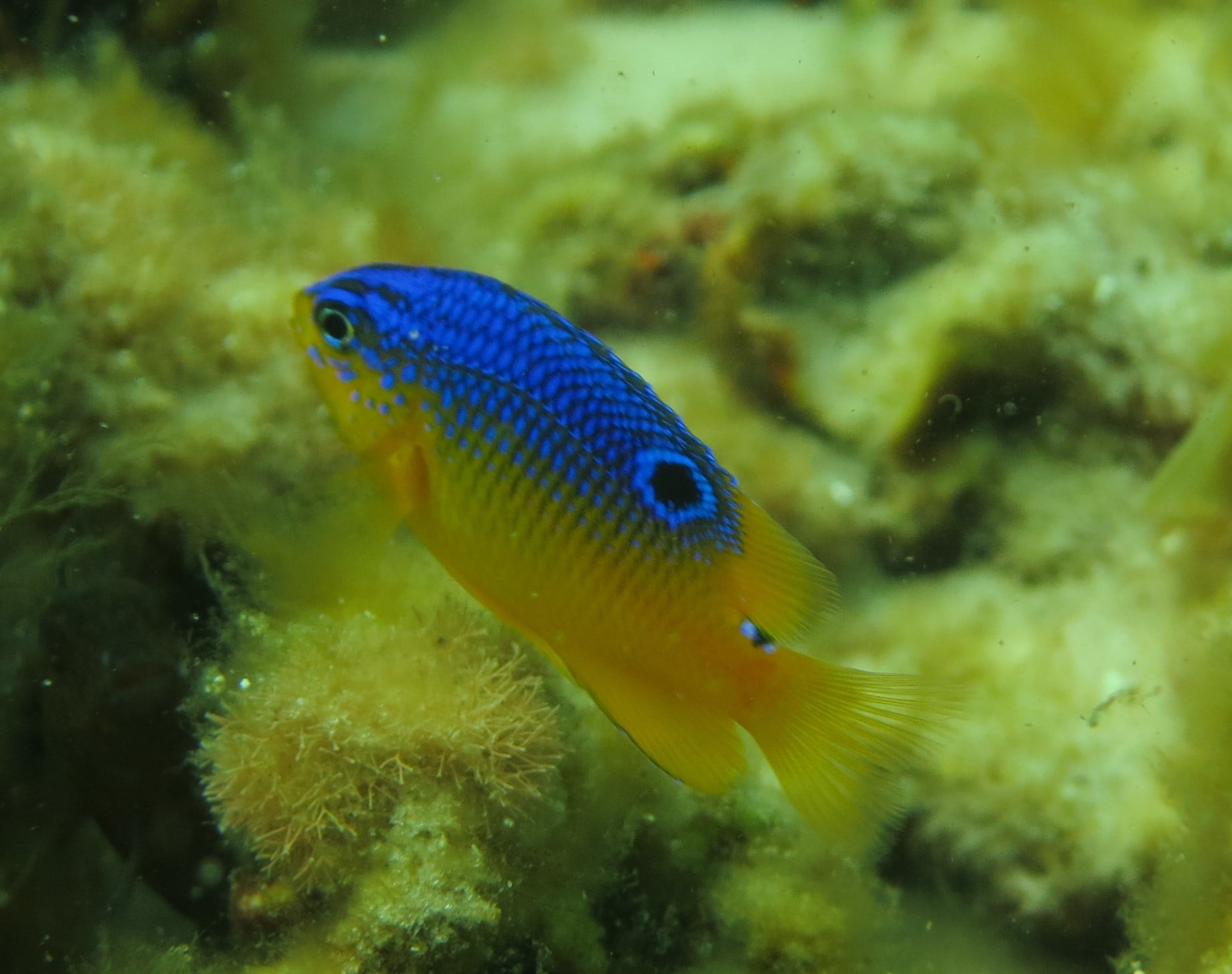 Snorkeling Reefs Navarre Beach