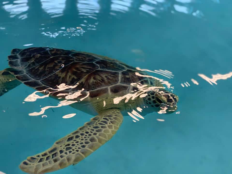 Navarre Beach Sea Turtle Conservation