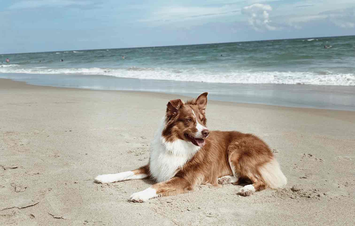 Pet Friendly callout